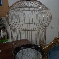 قفس عروس هلندی