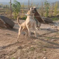 سگهای نگهبان سراب پژدر|سگ|علی‌آباد کتول, |دیوار