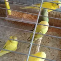 مرغ عشق و عروس هلندی|پرنده|پاکدشت, پاکدشت (مامازند)|دیوار