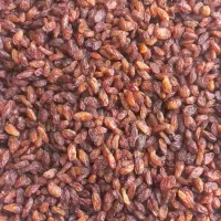 کشمش کاشمر آفتابی بدون دود