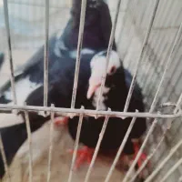 کفتر