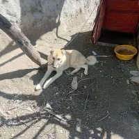 سگ نگهبانی یا گوسفندی خراسانی