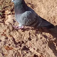 دو عدد کفتر نر مست