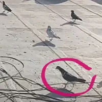 کفتر