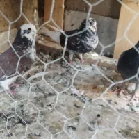 کبوتر کفتر پرشی|پرنده|شاهینشهر, حاجی آباد|دیوار