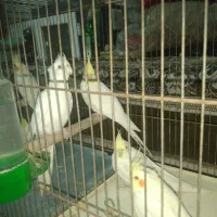 عروس هلندی لوتینو و البینو نه ماهه|پرنده|ابهر, |دیوار