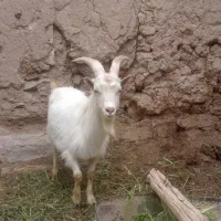 بزغاله نر سانن