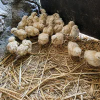 جوجه گوشتی