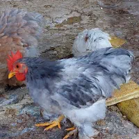 جوجه خروس کوشین و خروس محلی