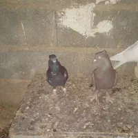 کفتر بهبهانی|پرنده|مرودشت, رامجرد یک|دیوار