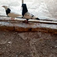 کبوتر. سینه ای و طوقی|پرنده|کبودرآهنگ, |دیوار