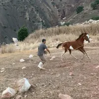 مادیون دوساله