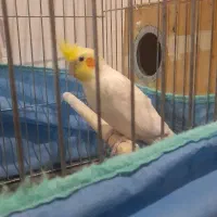 جفت عروس هلندی لوتینو