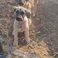 دو عدد سگ سرابی شش ماهه|سگ|بروجرد, |دیوار