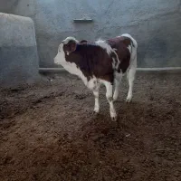 گوساله ماده تلیسه|حیوانات مزرعه|مشهد, خواجه ربیع|دیوار