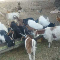 تعداد 17راس بزغاله وزن جفت 45|حیوانات مزرعه|سلفچگان, |دیوار