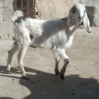 بزغاله نره|حیوانات مزرعه|بجنورد, |دیوار