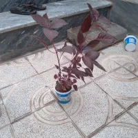 گل تازه|گل و گیاه طبیعی|خرمدره, |دیوار
