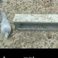 جوجه پلاک ابی