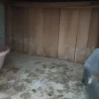 کفتر|پرنده|قم, مهر آباد|دیوار