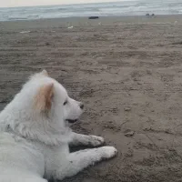 واگذاری چاوچاو 8ماه واکسینه شده|سگ|قدس, شهرقدس|دیوار