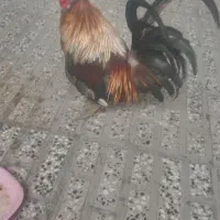 خروس محلی روسی