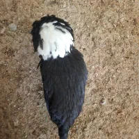 مرغ فروشی|حیوانات مزرعه|قم, نوقطار|دیوار