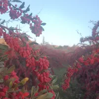زرشک شاخه و دانه