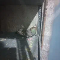 کبوتر|پرنده|بوئین زهرا, |دیوار