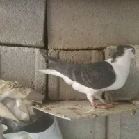 ساده سیاه|پرنده|بجنورد, |دیوار