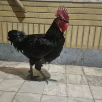 خروس دورگه استرالوپ|حیوانات مزرعه|شاهین‌شهر, شهرک ردانی پور|دیوار