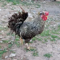 خروس زینتی