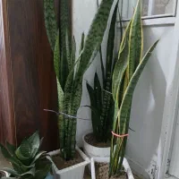 گل سانسوریا