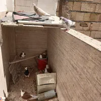 کفتر