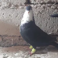 یک تومان|پرنده|سراوان, |دیوار