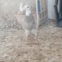 طوقی ماده شکلاتی