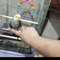 عروس هلندی