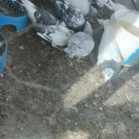 کبوتر