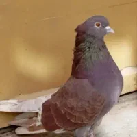 کبوتر شمرونی|پرنده|برخوار, |دیوار