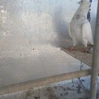 کبوتر|پرنده|پرند, فاز ۳|دیوار