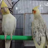 عروس هلندی مولد با دو جوجه|پرنده|بروجرد, |دیوار