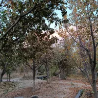 انواع درخت میوه ۸ سال به بالا تنه درشت و خوب|گل و گیاه طبیعی|چهاردانگه (تهران), |دیوار