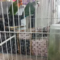 جفت کوتوله برزیلی ۷ تخم کار داده
