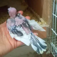 جوجه سرلاکی عروس طوطی|پرنده|کلاردشت, |دیوار