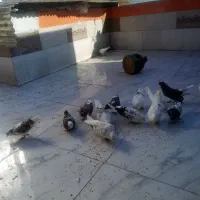 فروش کبوتر