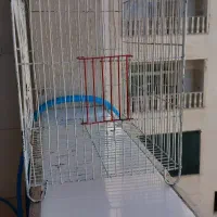 قفس