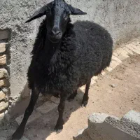 یک عدد بره ماده به فروش می‌رسد