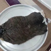 روغن بزکوه قارون