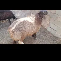 بره|حیوانات مزرعه|داراب, |دیوار