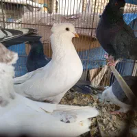 پرنده پرشی،